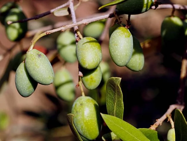 Les variétés d'oliviers à cultiver en France