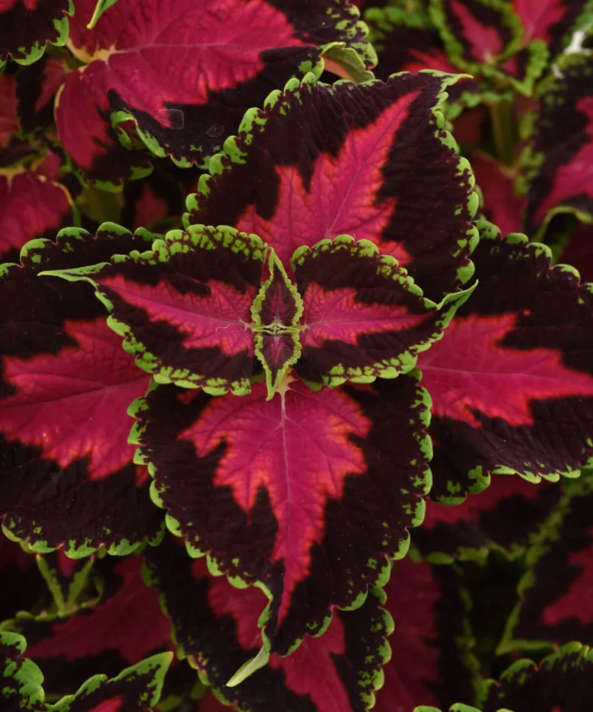 Feuillage coloré d'un Coleus cultivé pour ses feuilles
