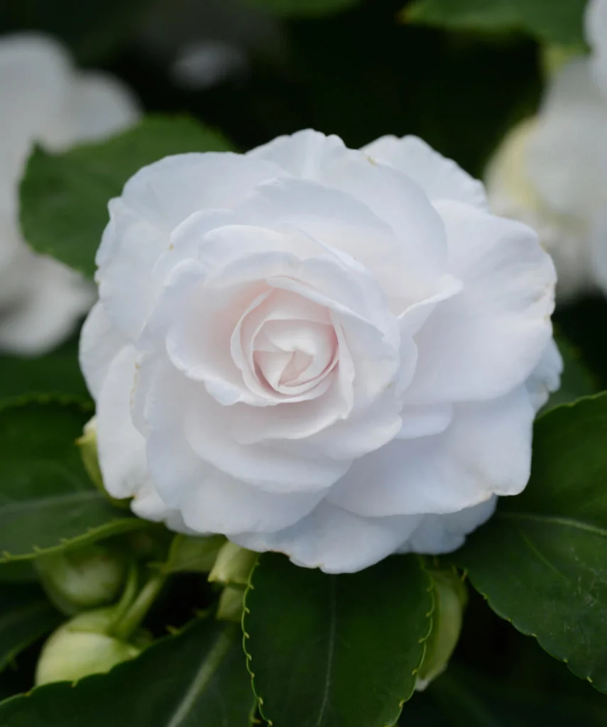 Fleurs d'extérieur blanches en pot montrant un feuillage sain