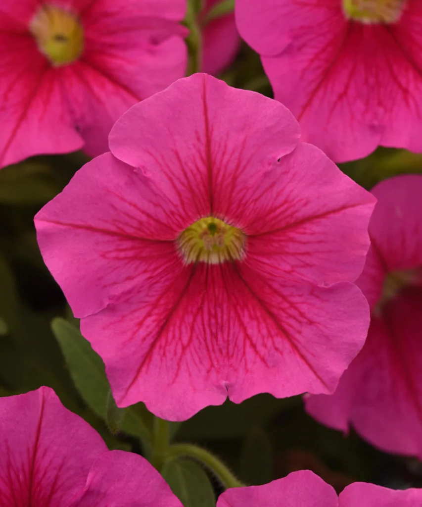 Pétunia rose en pleine floraison nécessitant un arrosage régulier