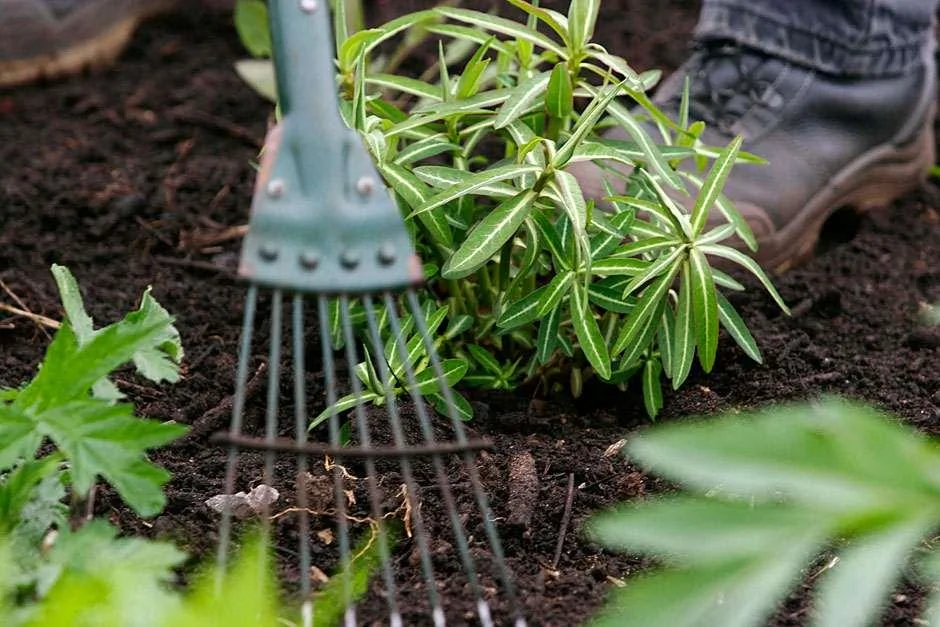 Paillage organique posé au pied de légumes dans un potager