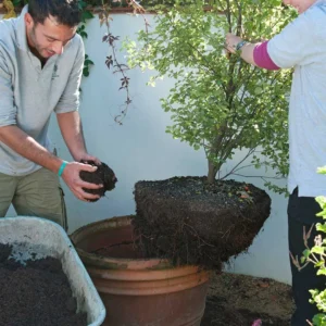 Rempotage d’une plante d’intérieur avec ajout de substrat dans un nouveau pot