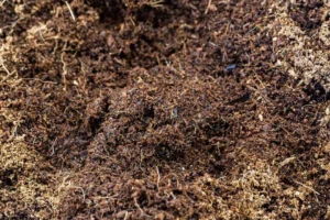 Quel terreau choisir pour les plantes d’intérieur ? Le bon mélange selon vos plantes