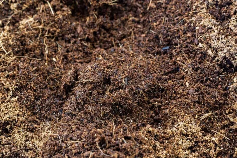 Quel terreau choisir pour les plantes d’intérieur ? Le bon mélange selon vos plantes