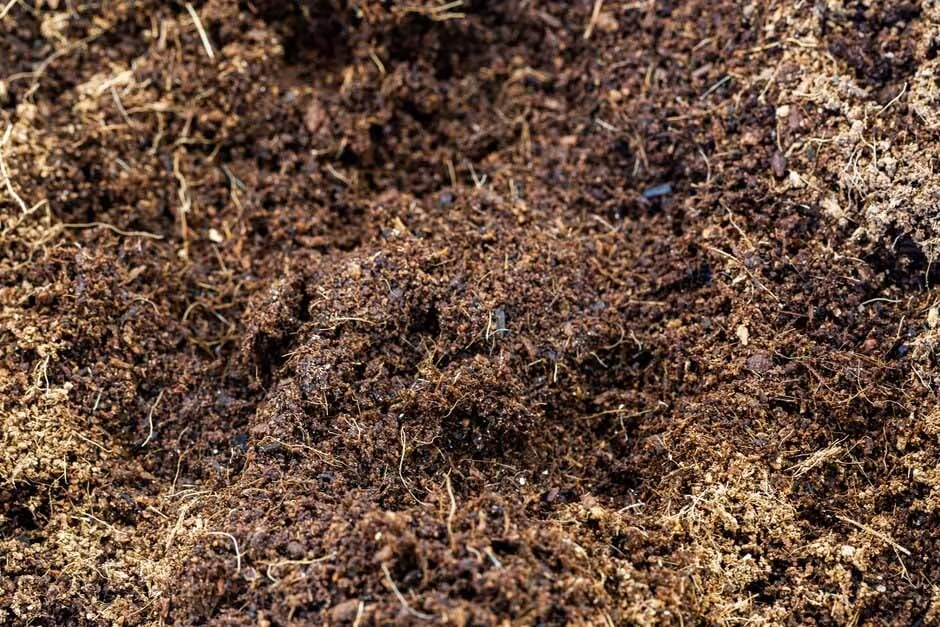 Quel terreau choisir pour les plantes d’intérieur ? Le bon mélange selon vos plantes