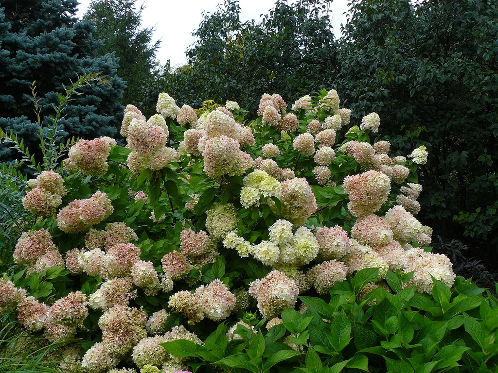 Tailler les hortensias sans perdre la floraison : vieux bois, bois de l’année et erreurs à éviter