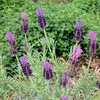 Lavande en floraison pour un massif ensoleillé et sec
