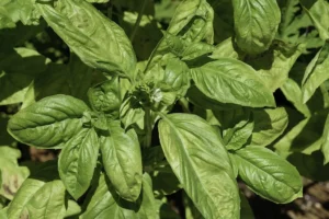 Plant de basilic vert en pleine croissance