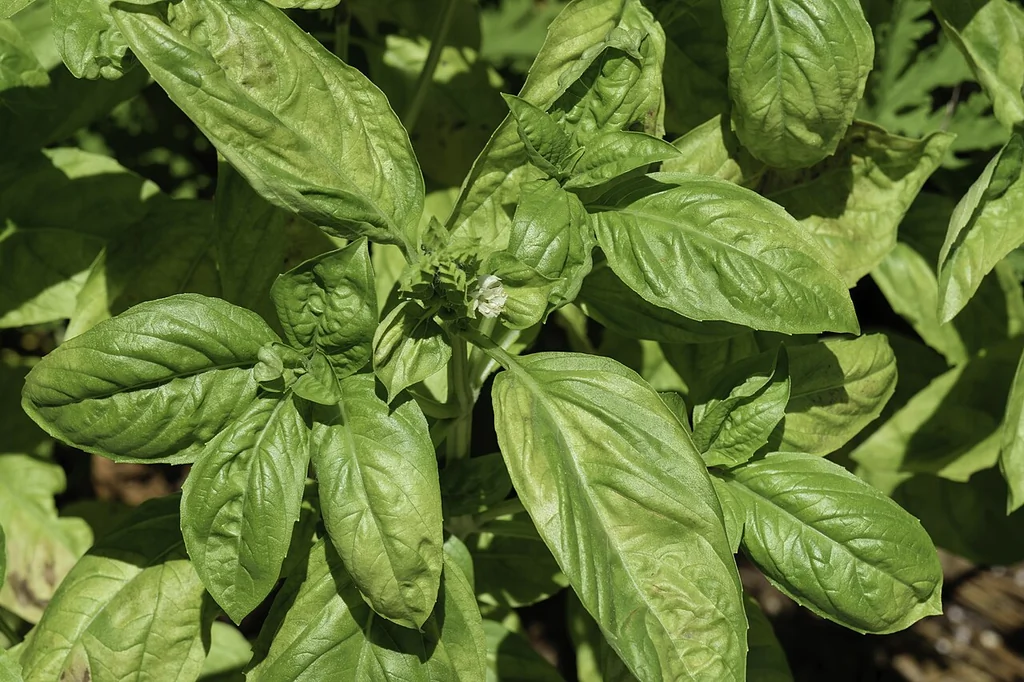Plant de basilic vert en pleine croissance
