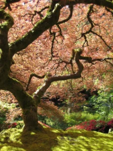 Érable du Japon dans un jardin, un arbre d'ombre adapté aux petits espaces