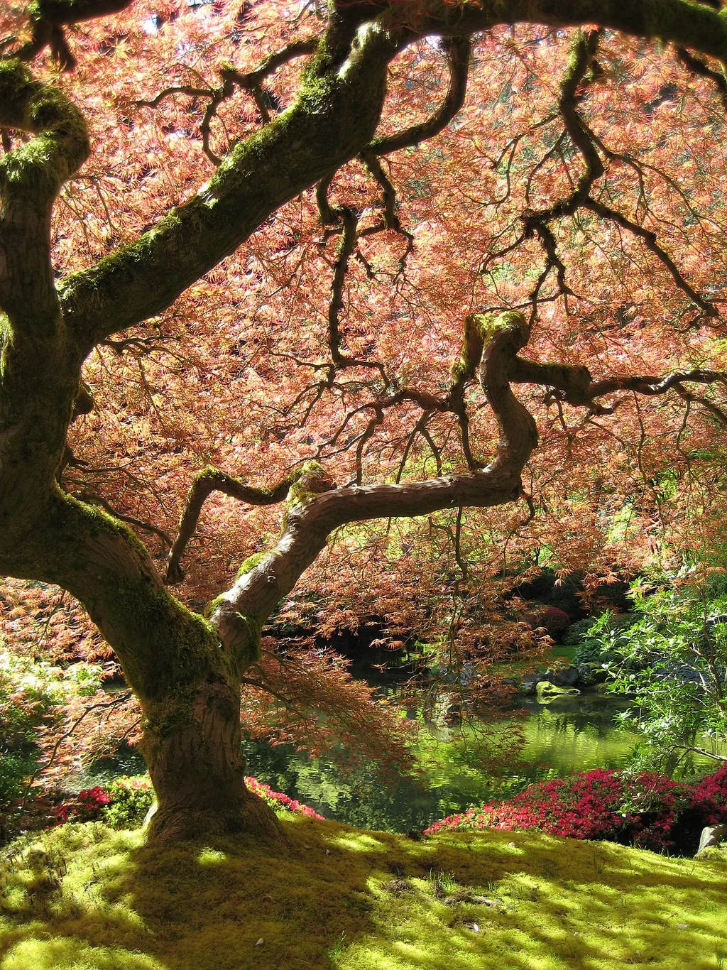 Érable du Japon dans un jardin, un arbre d'ombre adapté aux petits espaces