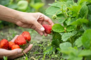 Plantation de fraisiers au jardin