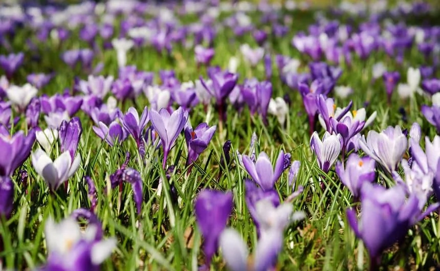 Crocus naturalisés dans une pelouse