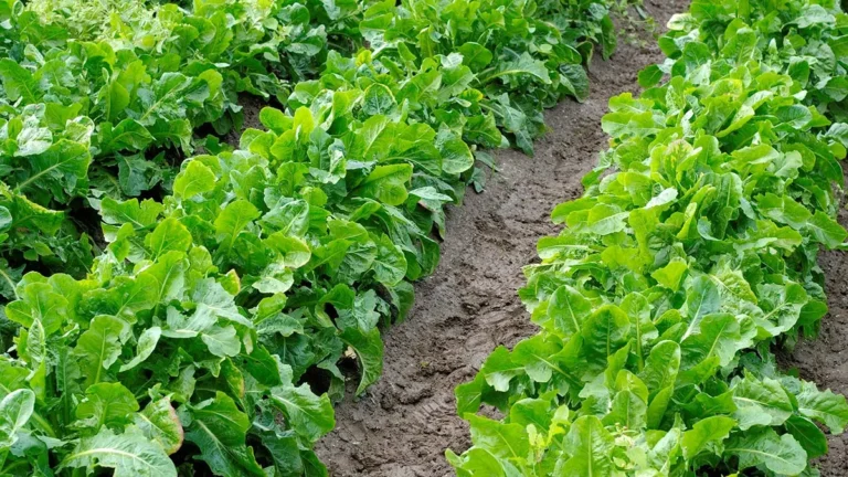 Plantation de légumes au potager en août