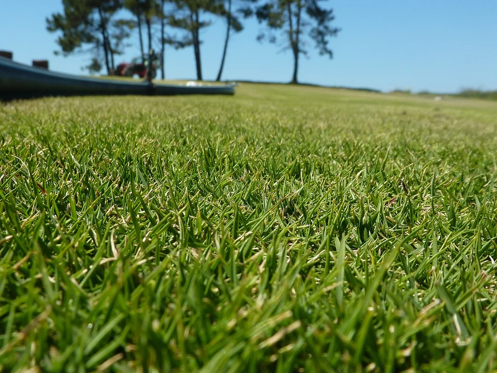 Gazon des Mascareignes (Zoysia tenuifolia) : aspect ondulé du couvre-sol