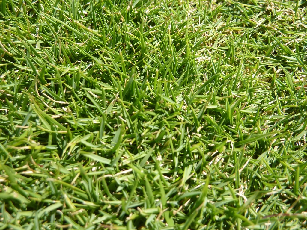 Feuillage fin du gazon des Mascareignes, Zoysia tenuifolia