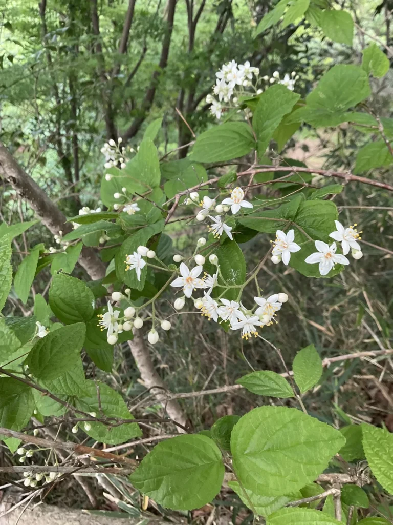Deutzia — observation