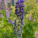 Lupin — observation