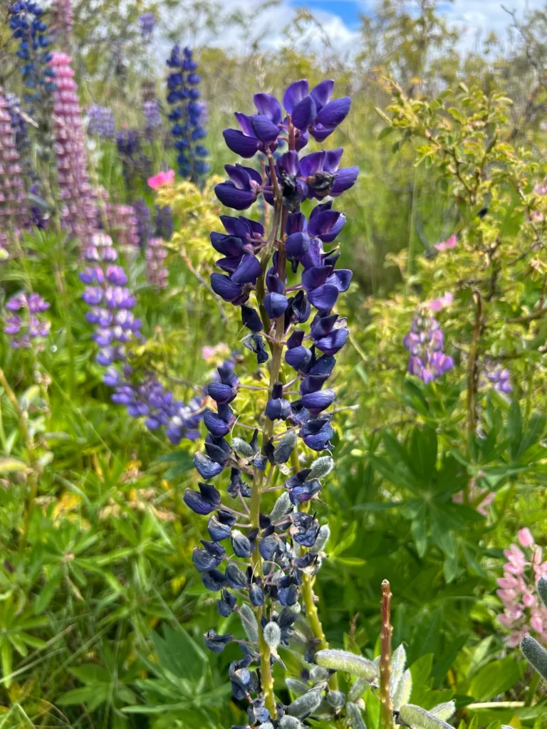 Lupin — observation