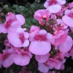 Diascia — port