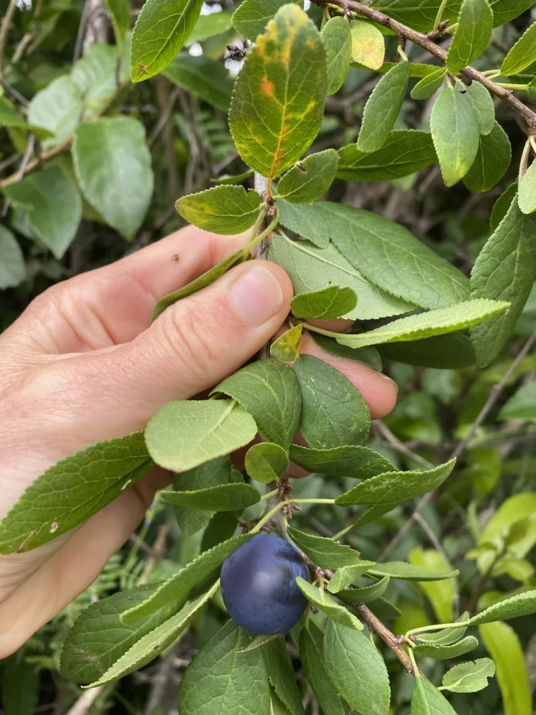 Prunier — observation