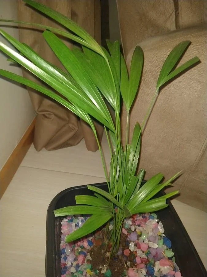 Areca — port
