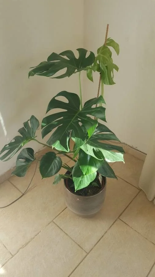 Monstera — fleur