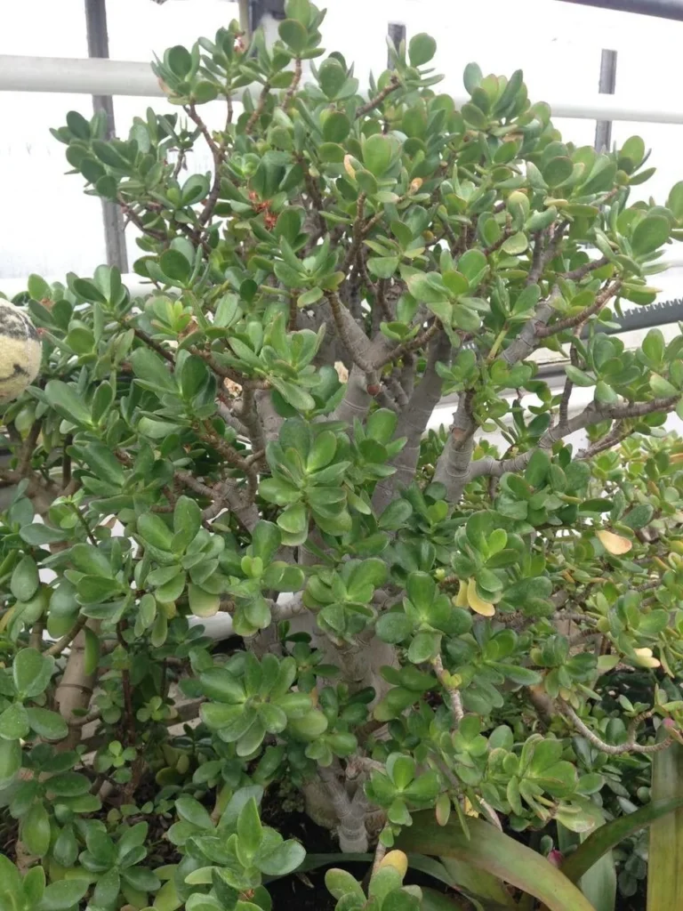 Crassula — port