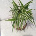Chlorophytum — port