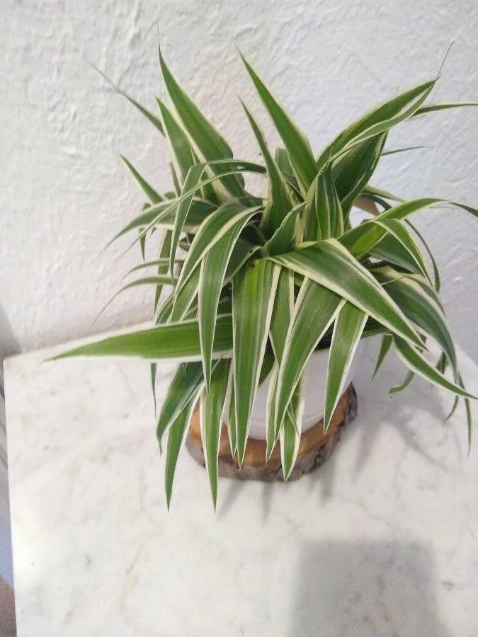 Chlorophytum — port