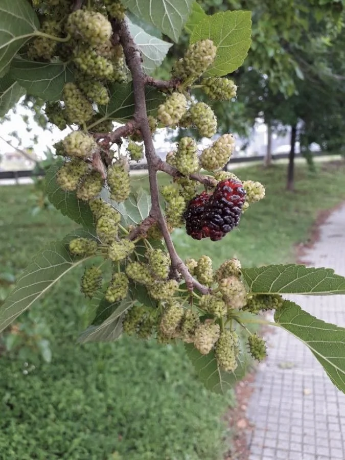Mûrier noir — fruit