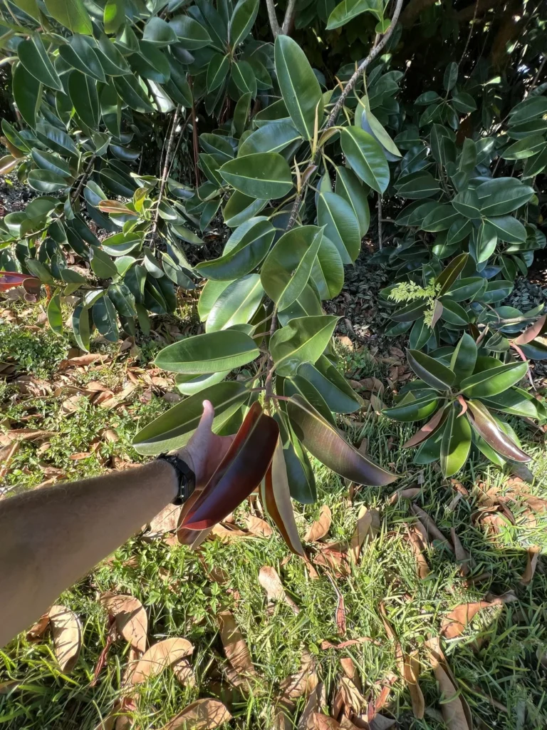 Ficus elastica — observation