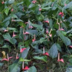 Anthurium — port
