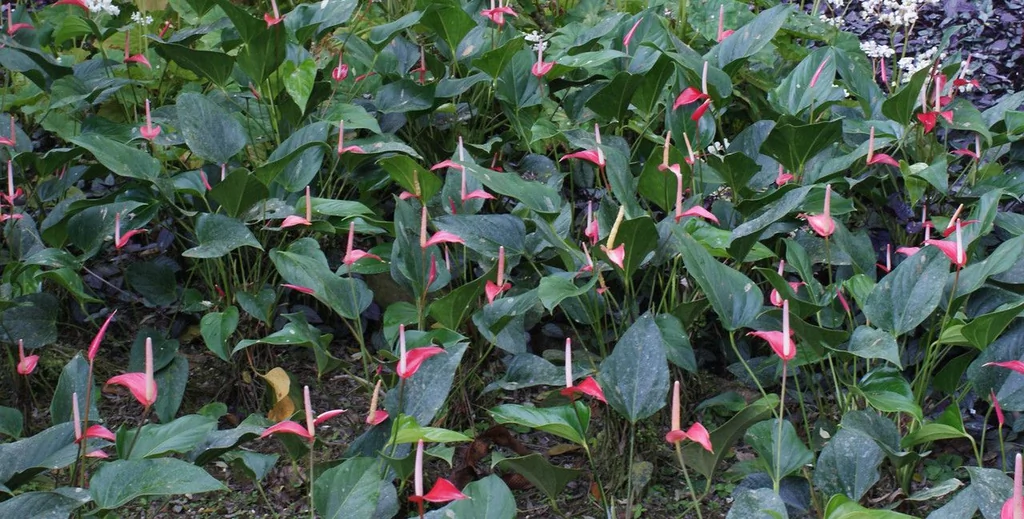 Anthurium — port
