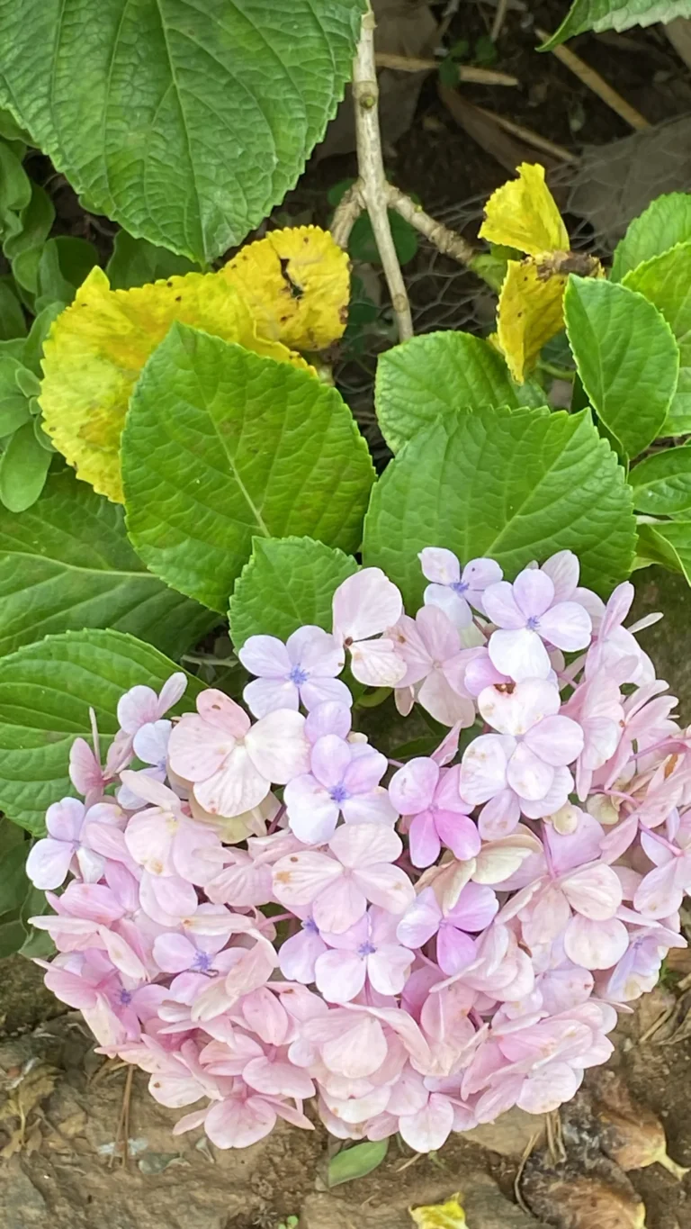 Hortensia — observation