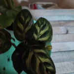Calathea — port