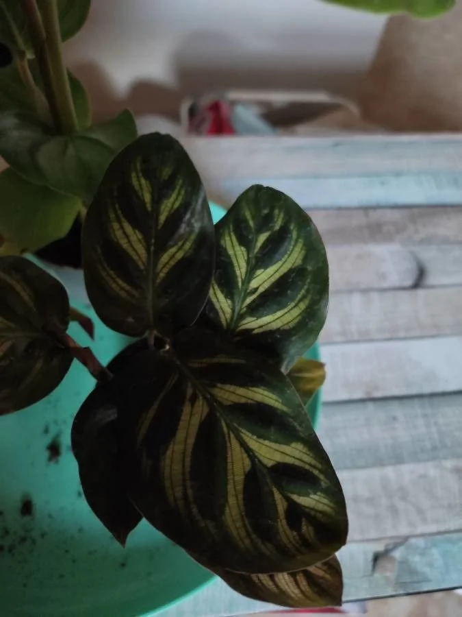Calathea — port