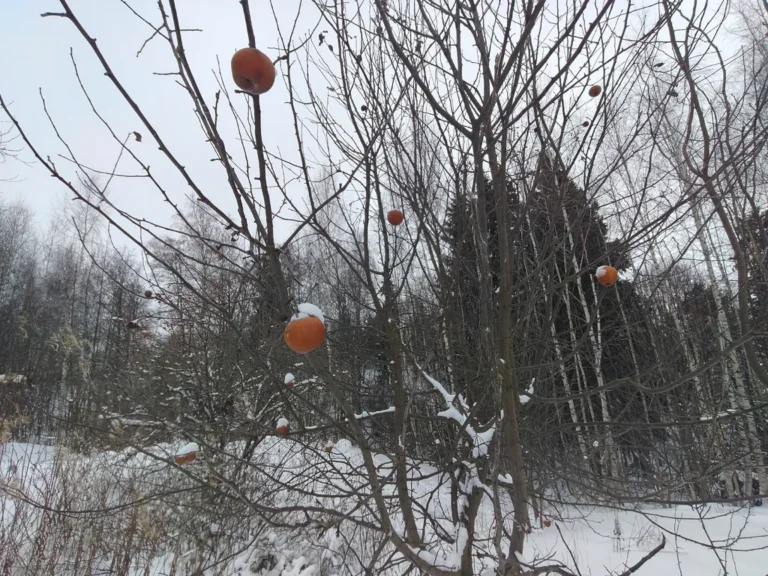 Pommier — observation