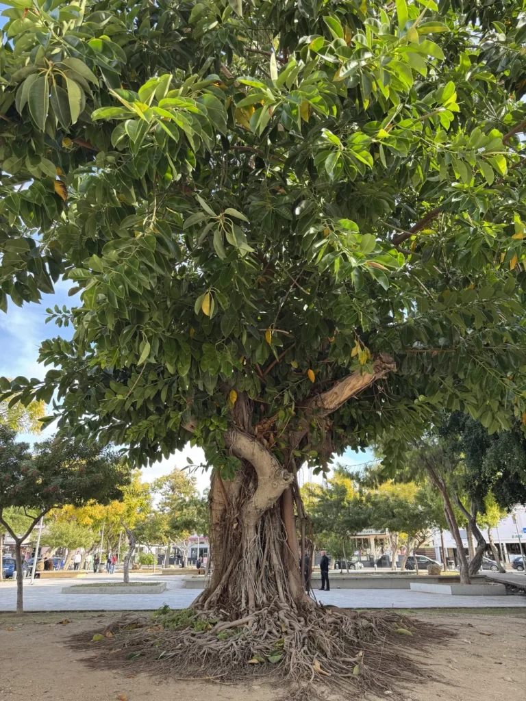 Ficus elastica — observation