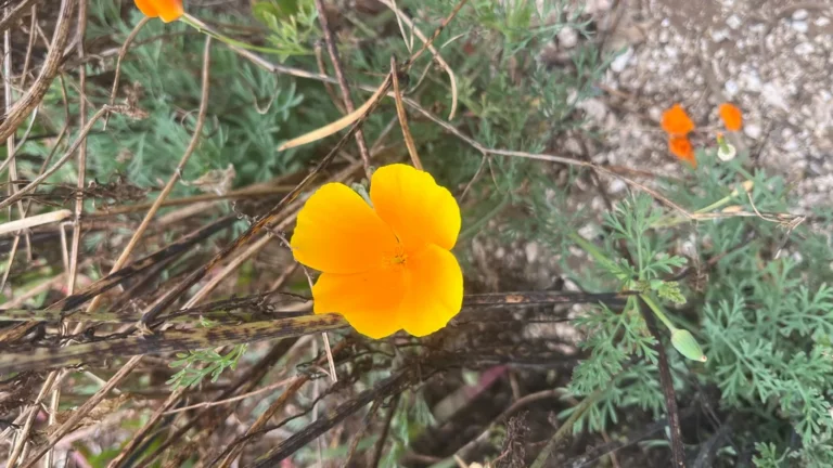 Pavot de Californie — observation