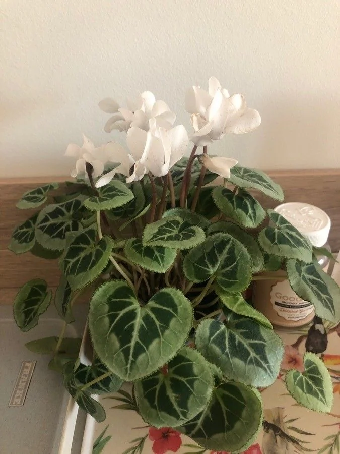 Cyclamen — feuillage