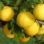 Citronnier — port