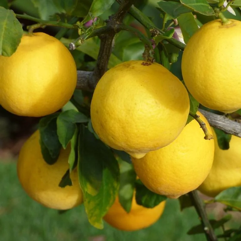 Citronnier — port