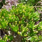 Crassula — port