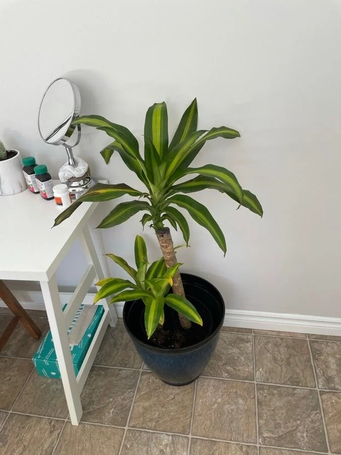 Dracaena — feuillage