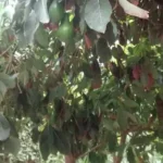 Avocatier — port