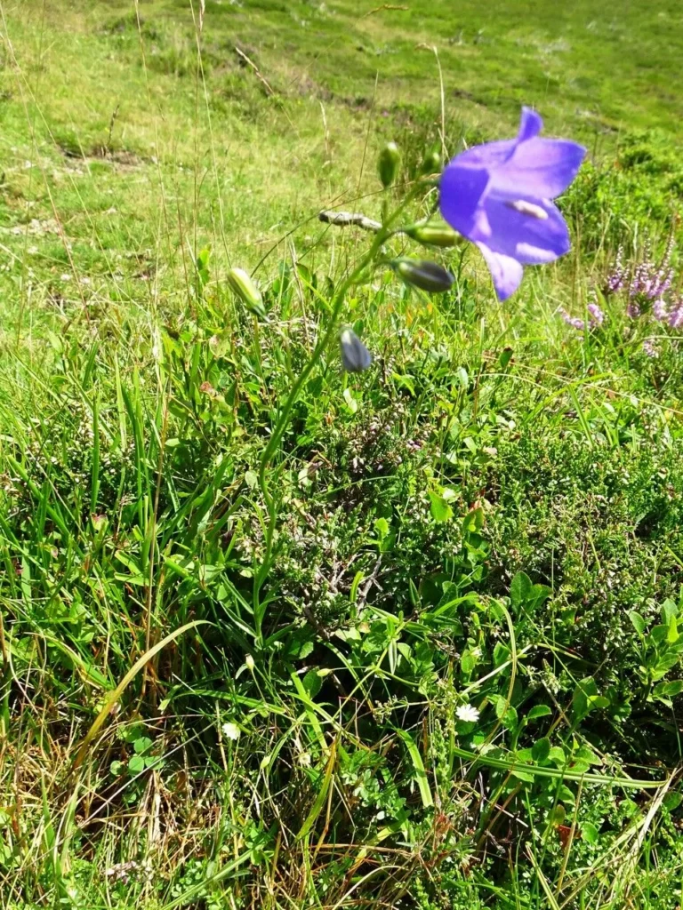 Campanule — port