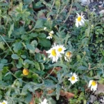 Marguerite — observation