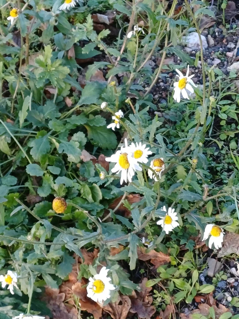 Marguerite — observation