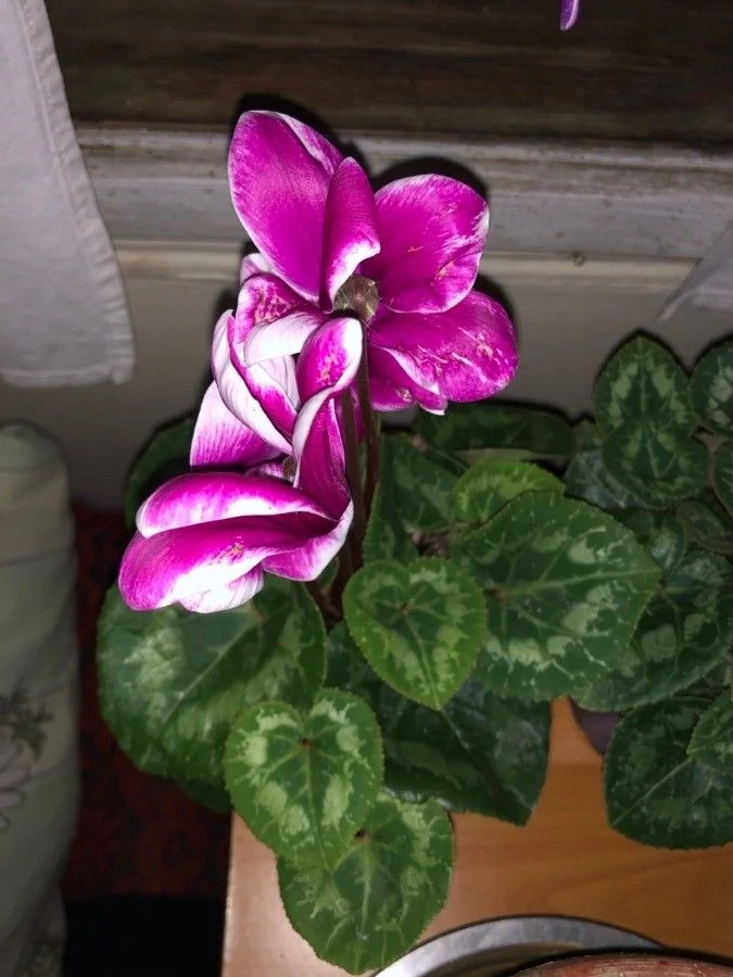 Cyclamen — port